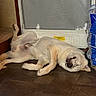 animal, carpeted_stairs, cozy, dog, door, floor, home, indoor, light_fur, mouth_closed, packaging, paw, pet, relaxed, resting, screen_door, sleeping, stone_wall, tiled_floor, water_bottles
