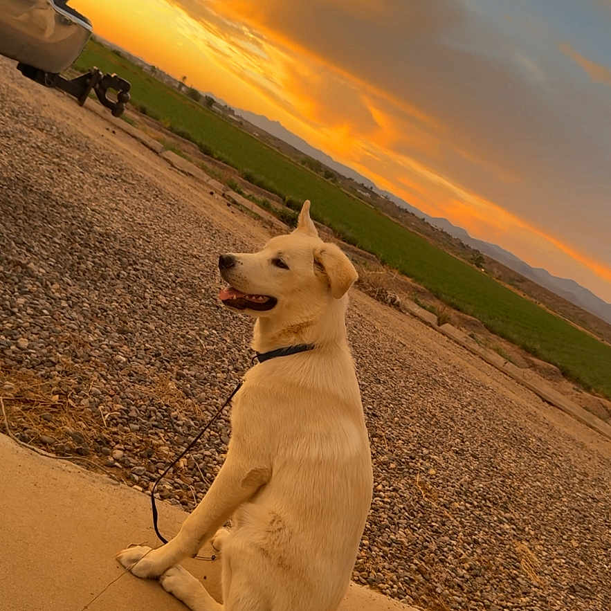 Bolt