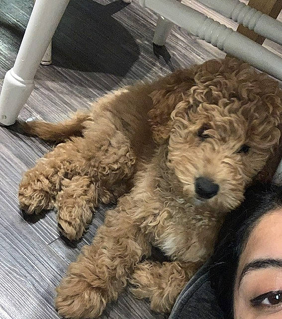 Riley joined the competition — help win amazing prizes! canidae, carnivore, companion_dog, dog, dog_breed, dog_collar, flooring, fur, labradoodle, maltepoo, non_sporting_group, poodle, schnauzer, small_terrier, snout, sporting_group, terrier, toy_dog, water_dog, working_animal