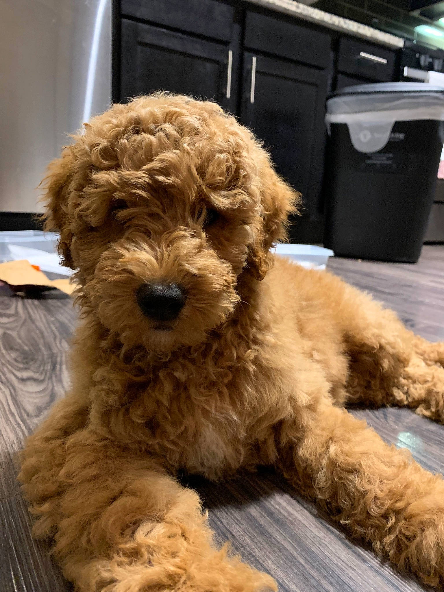 Riley joined the competition — help win amazing prizes! canidae, carnivore, companion_dog, dog, dog_breed, dog_collar, fur, liver, maltepoo, poodle, small_terrier, snout, sporting_group, terrier, toy_dog, waste_container, waste_containment, water_dog, working_animal, yorkipoo