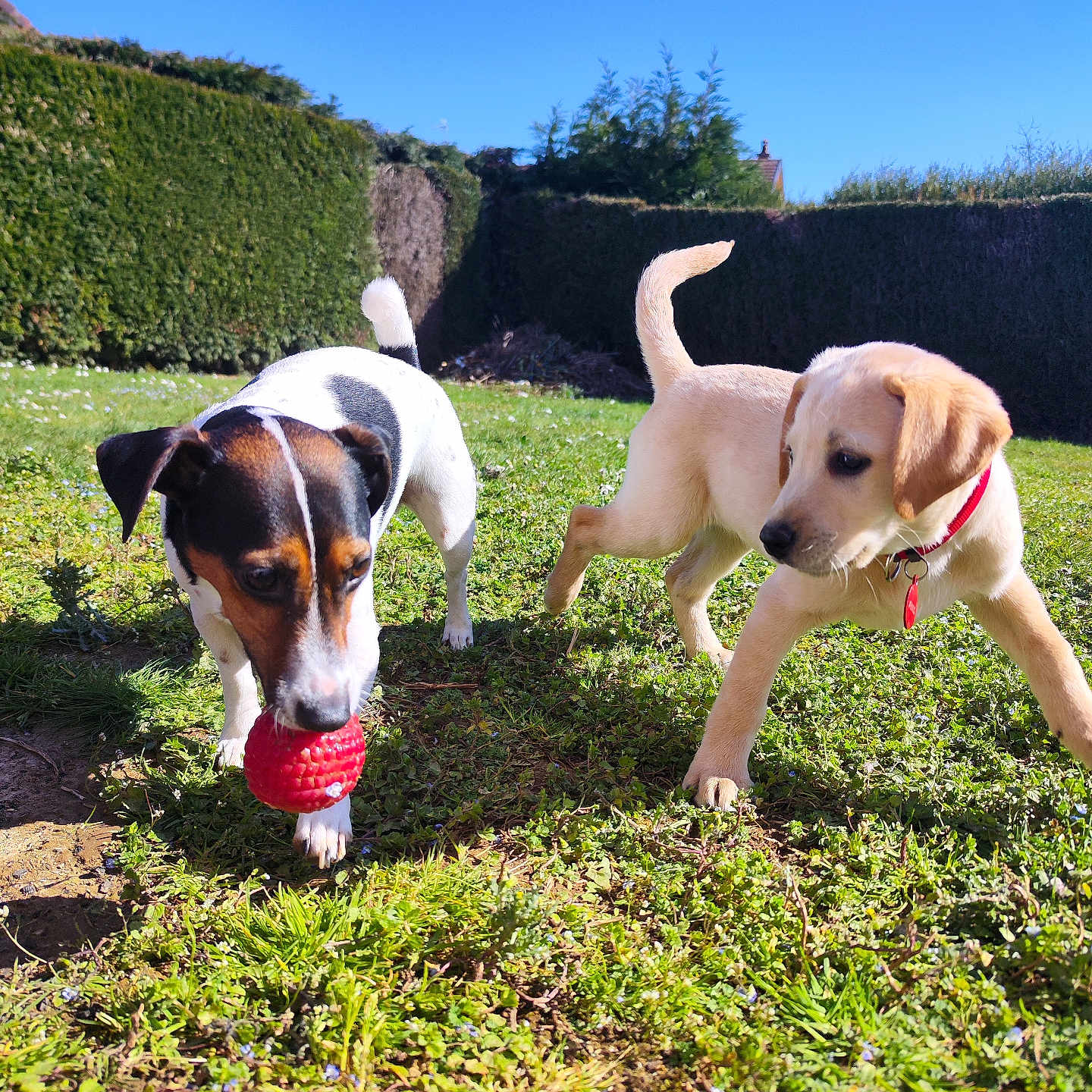 Vénus a rejoint le concours — aidez-le/la à gagner de superbes lots ! animal, canine, collar, curious, daytime, dog, garden, grass, greenery, happy, nature, outdoor, pet, playing, puppy, red_toy, sunlight, sunny, toy, young_dog