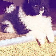 Nala Grace is registered to the contest to win money with this photo: animal, black_and_white, carpet, cat, close_up, ears, eyes, fluffy, home, indoor, kitten, long_hair, lying_down, paws, pet, portrait, retro_filter, sitting, tuxedo_cat, whiskers
