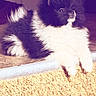 cat, kitten, black_and_white, fluffy, long_hair, pet, animal, sitting, lying_down, paws, whiskers, ears, eyes, tuxedo_cat, carpet, indoor, home, portrait, retro_filter, close_up