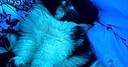 Nala is registered to the contest to win money with this photo: animal, bed, black_and_white, blanket, blue_lighting, cat, close_up, feline, fluffy, fur, indoors, kitten, long_hair, lying_down, pet, pillow, portrait, relaxed, sleeping, whiskers