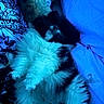 Nala is registered to the contest to win money with this photo: cat, kitten, black_and_white, fluffy, long_hair, pet, animal, feline, lying_down, sleeping, relaxed, blue_lighting, bed, blanket, pillow, indoors, close_up, whiskers, fur, portrait