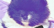 Nala is registered to the contest to win money with this photo: kitten, cat, fluffy, long_hair, black_and_white, sleepy, sitting, blanket, bed, indoors, portrait, close_up, whiskers, ears, fur, purple_tint, text_overlay, nameplate, friday, cozy