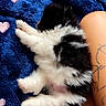 kitten, cat, black_and_white, sleeping, lying_down, fluffy, fur, paws, tail, blue_blanket, lap, person, tattoo, indoor, close_up, cute, heart_stickers, pet, relaxed, portrait