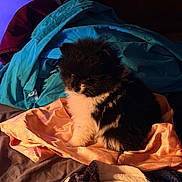 Nala joined the competition — help win amazing prizes! cat, kitten, black_and_white, fluffy, furry, sitting, indoors, bed, blankets, bedding, cozy, sleepy, pet, animal, tuxedo_cat, blue_lighting, orange_lighting, portrait, textile, home