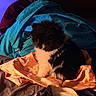 cat, kitten, black_and_white, fluffy, furry, sitting, indoors, bed, blankets, bedding, cozy, sleepy, pet, animal, tuxedo_cat, blue_lighting, orange_lighting, portrait, textile, home