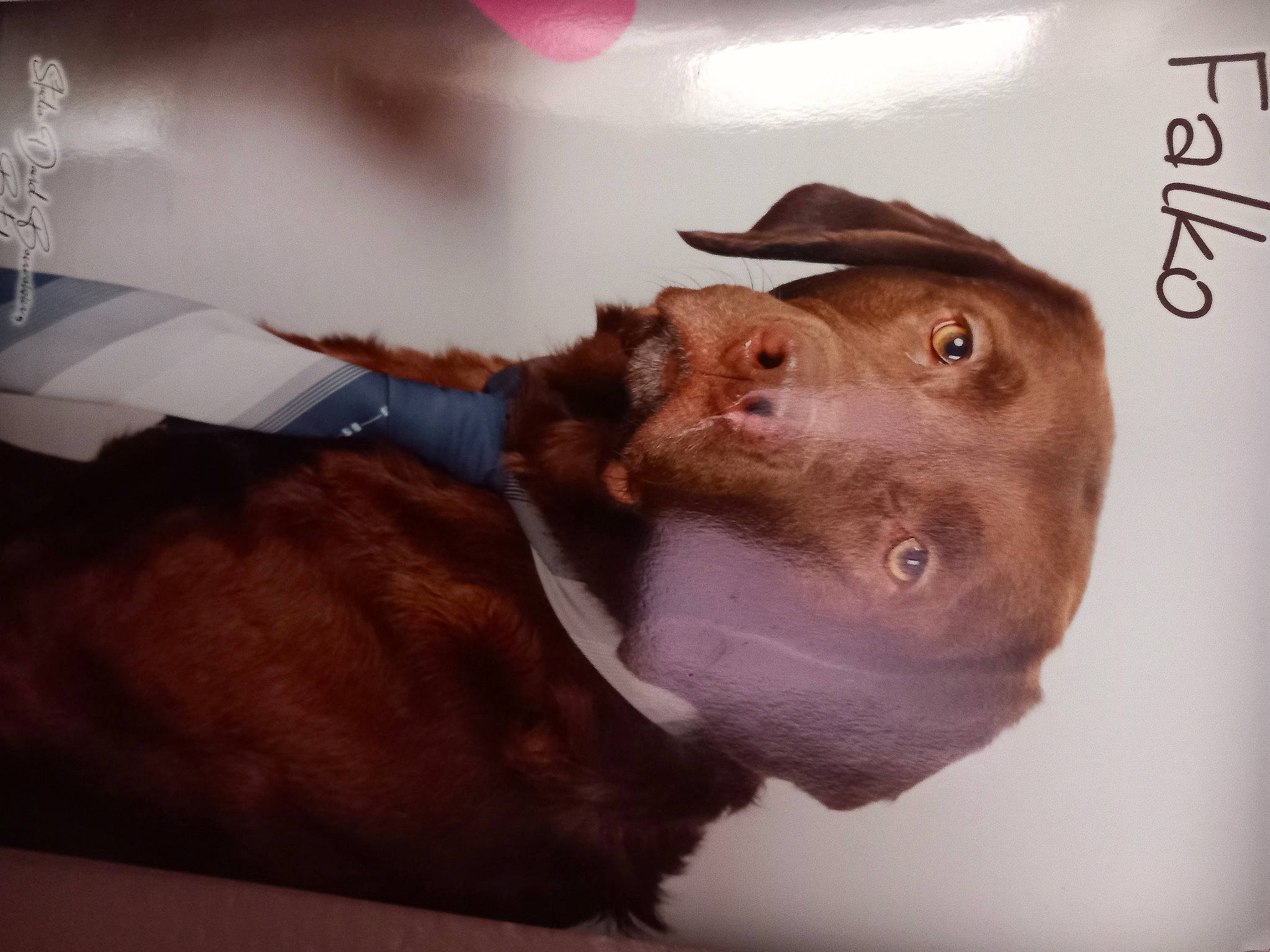 Falko a rejoint le concours — aidez-le/la à gagner de superbes lots ! canidae, carnivore, companion_dog, dog, dog_breed, ear, fashion_accessory, fawn, fur, hat, hunting_dog, liver, livestock, non_sporting_group, selfie, sporting_group, terrestrial_animal, whiskers, working_animal, wrinkle