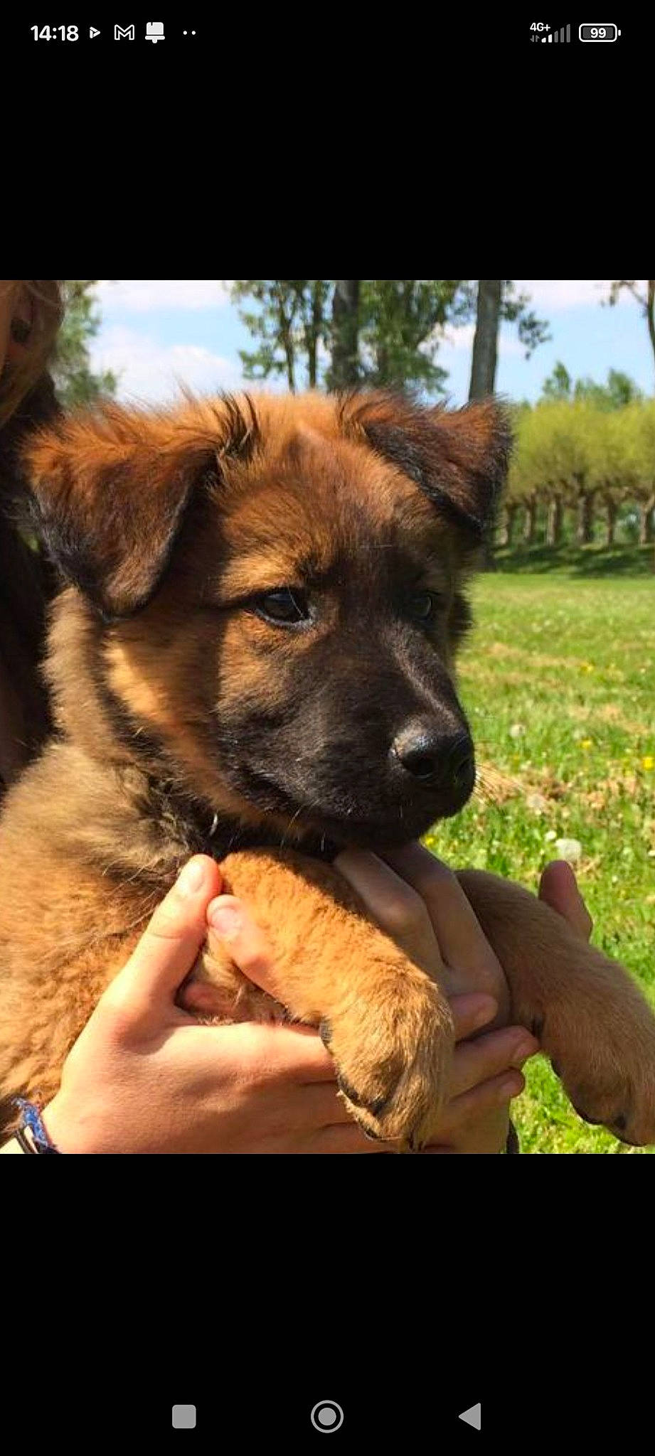 Tao participe au concours pour gagner de l'argent avec cette photo : canidae, carnivore, companion_dog, dog, dog_breed, fawn, fur, gesture, guard_dog, herding_dog, paw, plant, sky, snout, sporting_group, terrestrial_animal, tree, whiskers, working_animal, working_dog