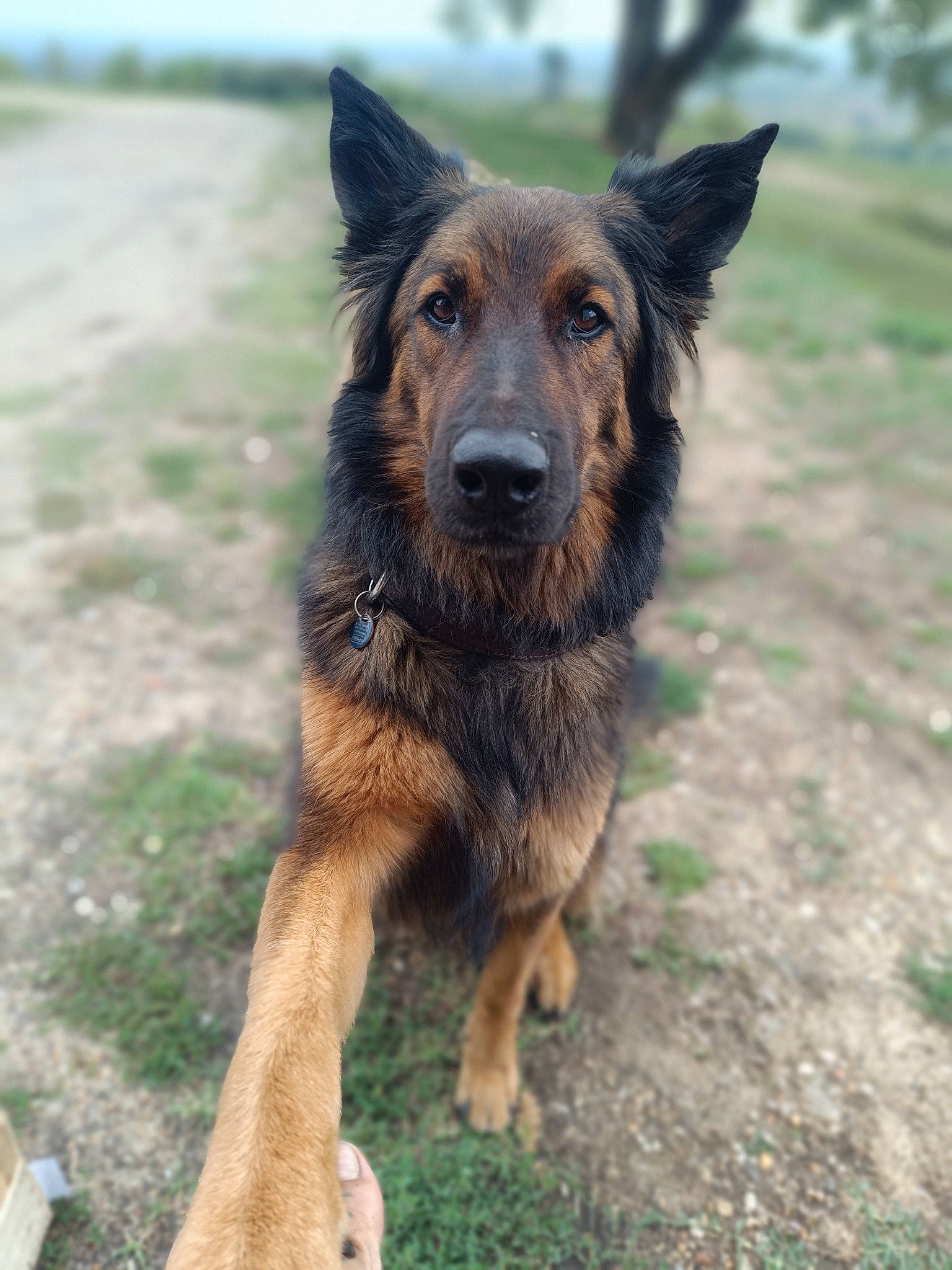 Tao participe au concours pour gagner de l'argent avec cette photo : balance, canidae, carnivore, companion_dog, dog, dog_breed, east_european_shepherd, german_shepherd_dog, guard_dog, herding_dog, king_shepherd, old_german_shepherd_dog, sporting_group, terrestrial_animal, tervuren, working_animal, working_dog