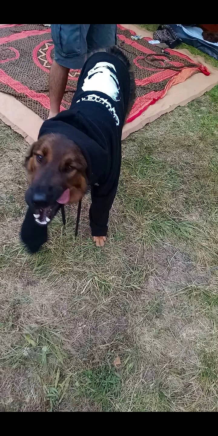 Tao participe au concours pour gagner de l'argent avec cette photo : canidae, carnivore, companion_dog, dog, dog_breed, foot, fur, grass, guard_dog, hound, human_leg, hunting_dog, plant, soil, sporting_group, tail, working_animal, working_dog