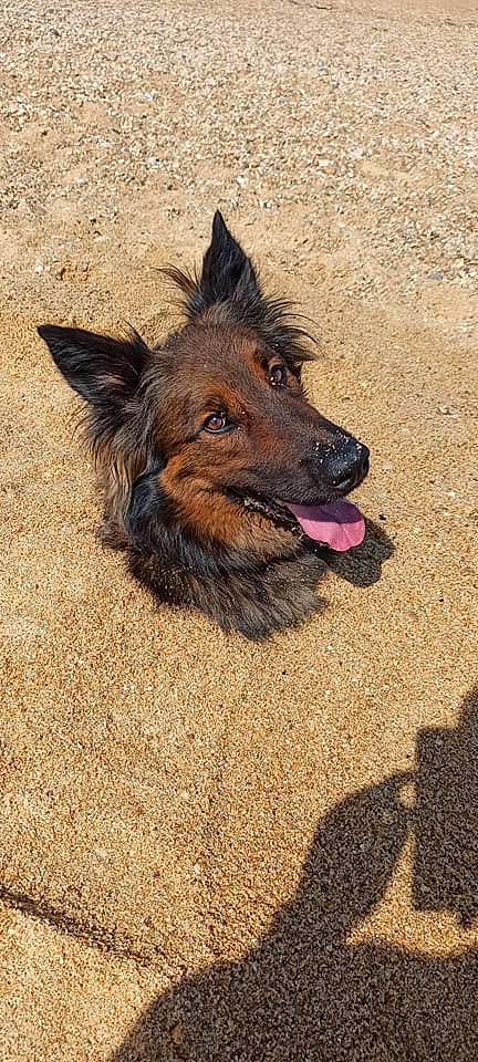 Tao participe au concours pour gagner de l'argent avec cette photo : canidae, carnivore, companion_dog, dog, dog_breed, fur, herding_dog, king_shepherd, liver, old_german_shepherd_dog, paw, road_surface, snout, soil, sporting_group, terrestrial_animal, terrier, working_dog