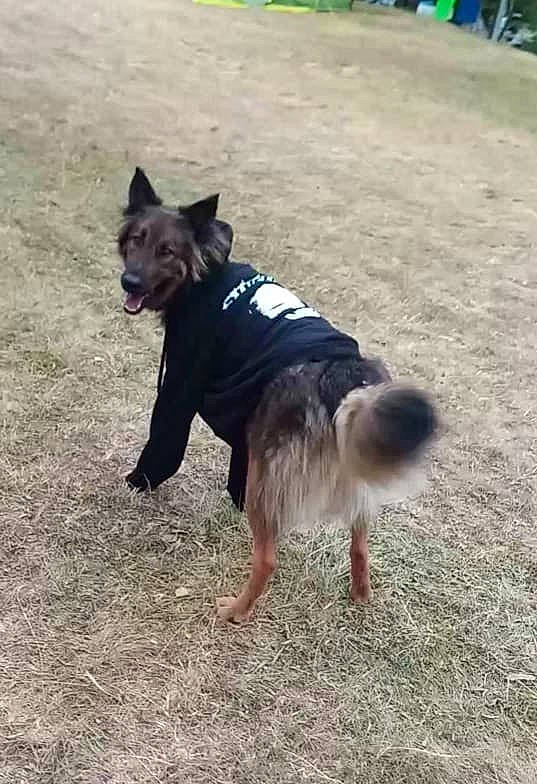 Tao participe au concours pour gagner de l'argent avec cette photo : animal_sports, carnivore, collar, companion_dog, dog, dog_breed, dog_clothes, dog_sports, dog_supply, east_european_shepherd, fashion_accessory, grass, herding_dog, leash, mammal, old_german_shepherd_dog, recreation, sporting_group, tail, terrier