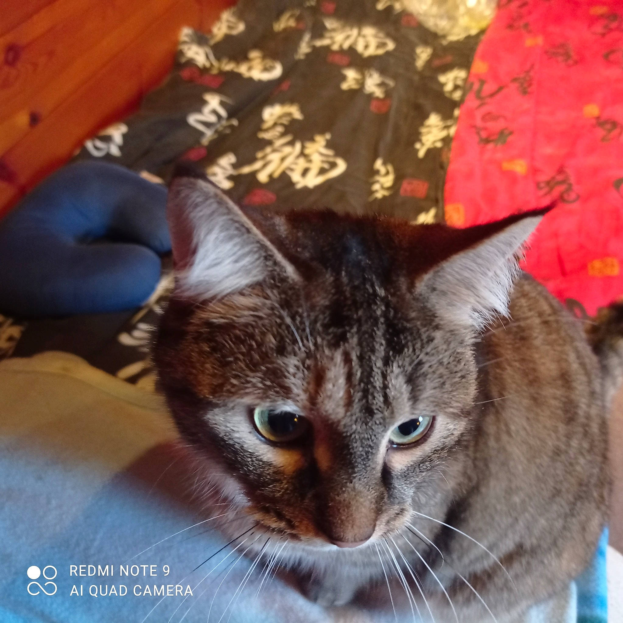 Tigrette participe au concours pour gagner de l'argent avec cette photo : carnivore, cat, cat_supply, comfort, couch, domestic_short_haired_cat, felidae, fur, paw, small_to_medium_sized_cats, tail, whiskers, window, wood