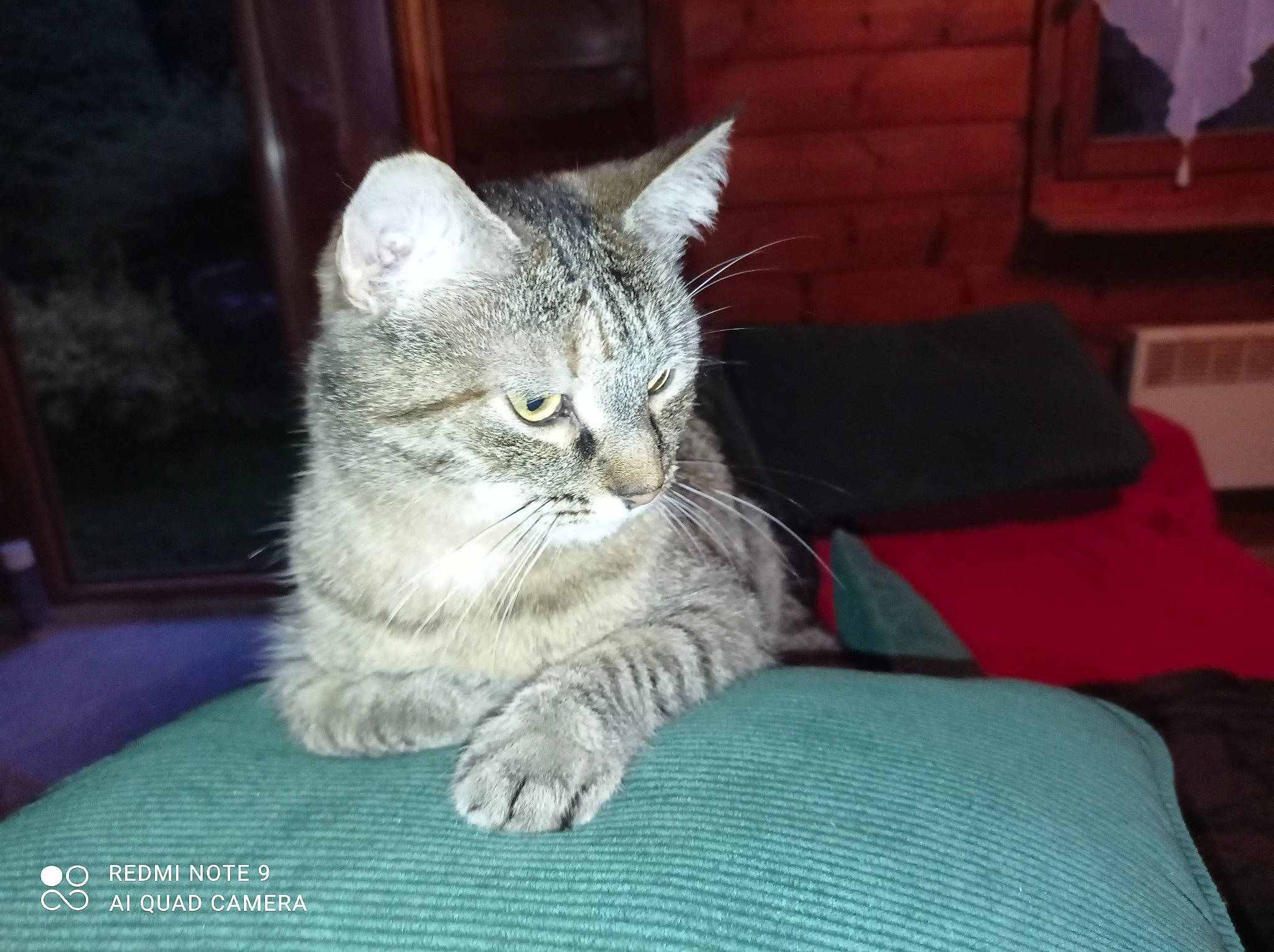 Tigrette participe au concours pour gagner de l'argent avec cette photo : carnivore, cat, claw, comfort, domestic_short_haired_cat, felidae, fur, grey, paw, sitting, small_to_medium_sized_cats, snout, tail, whiskers, window