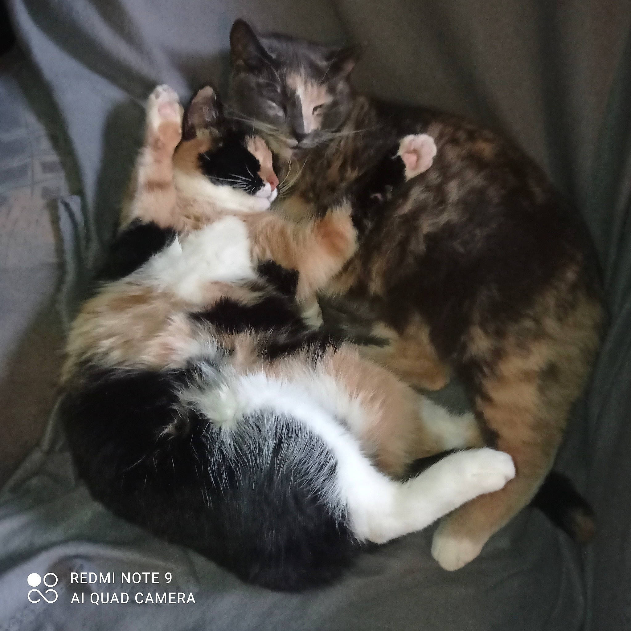 Grisette a rejoint le concours — aidez-le/la à gagner de superbes lots ! carnivore, cat, claw, comfort, domestic_short_haired_cat, felidae, fur, nap, paw, small_to_medium_sized_cats, snout, tail, terrestrial_animal, whiskers