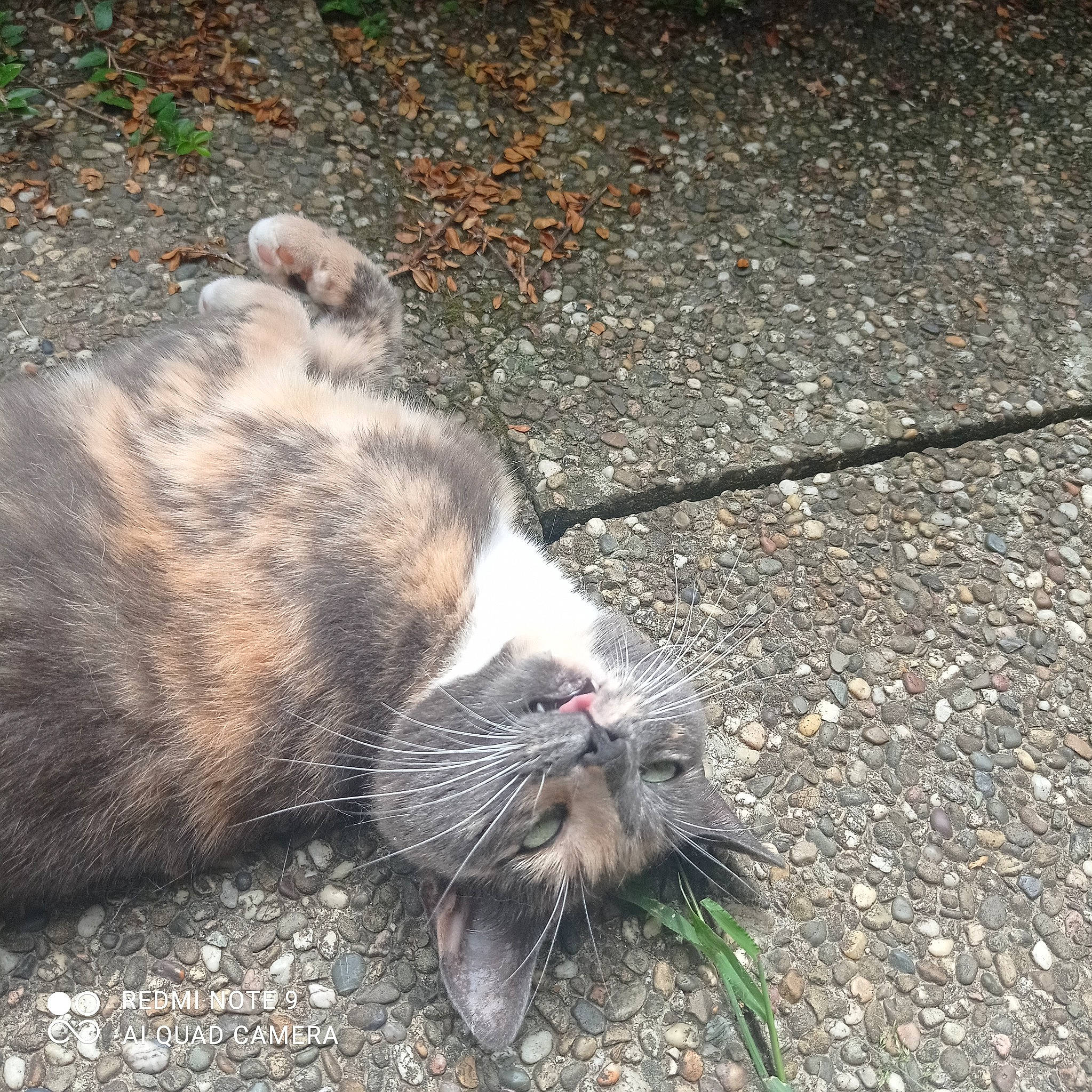 Grisette a rejoint le concours — aidez-le/la à gagner de superbes lots ! asphalt, carnivore, cat, claw, domestic_short_haired_cat, felidae, fur, grass, paw, road_surface, small_to_medium_sized_cats, snout, soil, tail, tar, terrestrial_animal, whiskers, wildlife