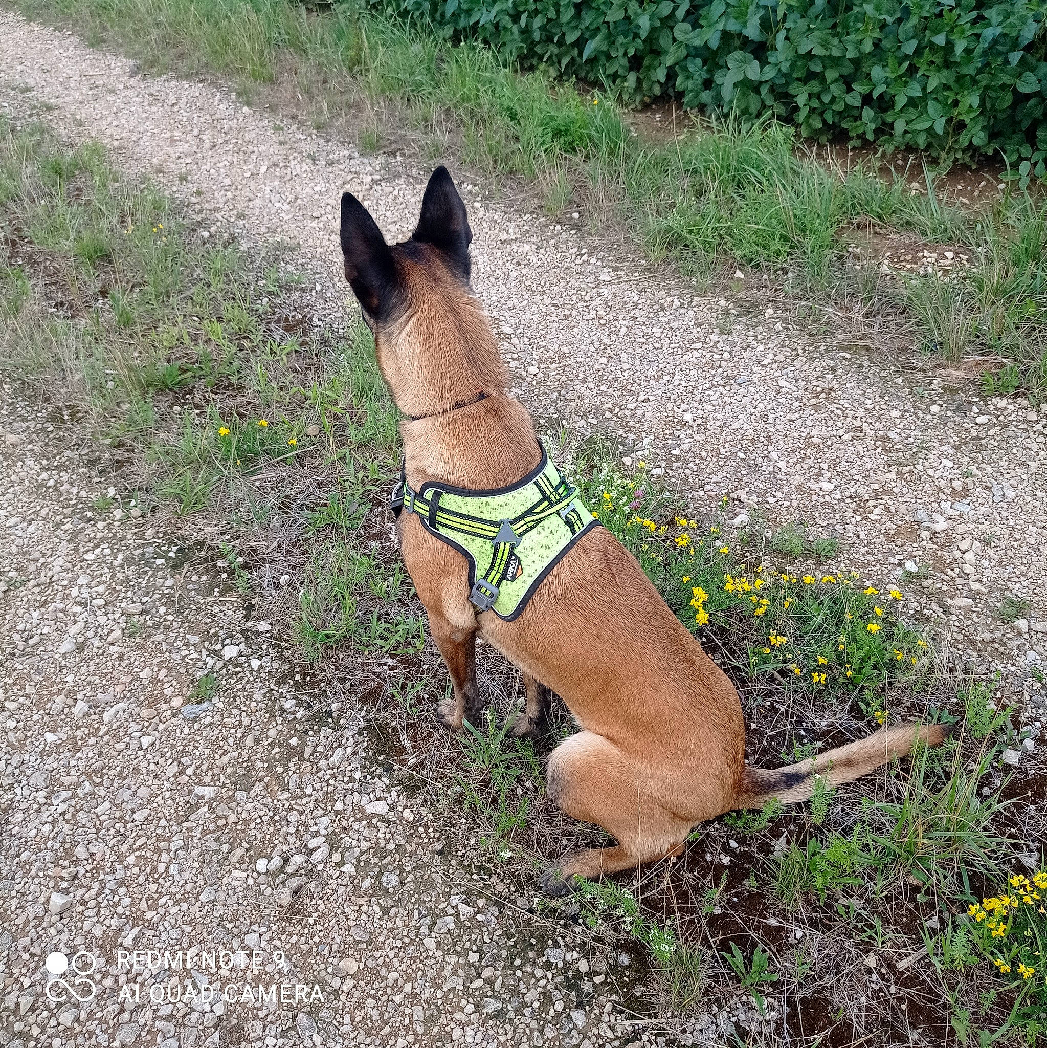 Stella a rejoint le concours — aidez-le/la à gagner de superbes lots ! canidae, carnivore, collar, companion_dog, dog, dog_breed, dog_collar, dog_supply, fashion_accessory, fawn, flower, grass, groundcover, liver, pet_supply, plant, sporting_group, tail, terrestrial_animal, working_animal