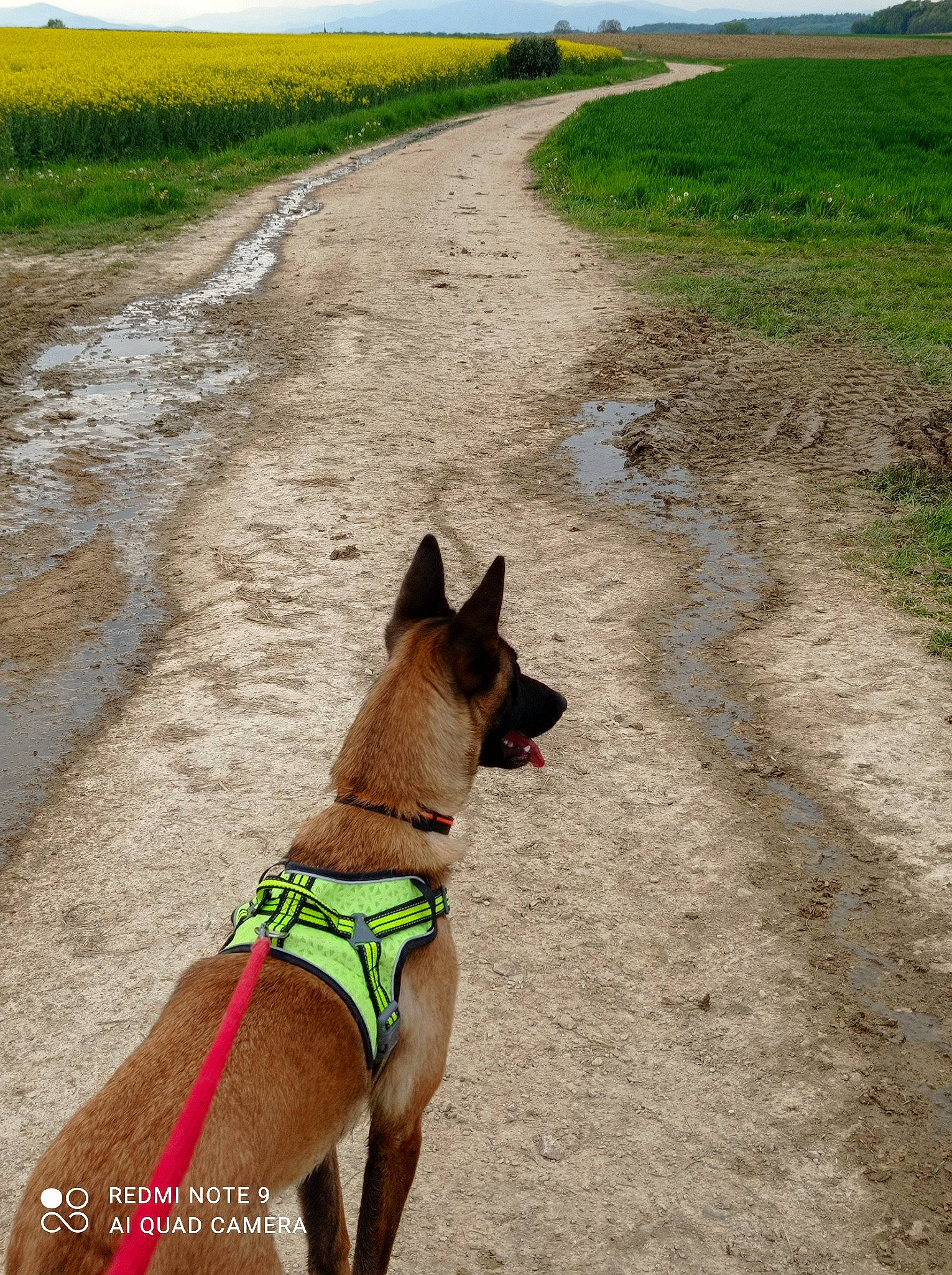 Stella participe au concours pour gagner de l'argent avec cette photo : carnivore, collar, companion_dog, dog, dog_breed, dog_collar, dog_supply, fashion_accessory, fawn, grass, grassland, landscape, leash, liver, pet_supply, plant, sky, soil, tail, working_animal