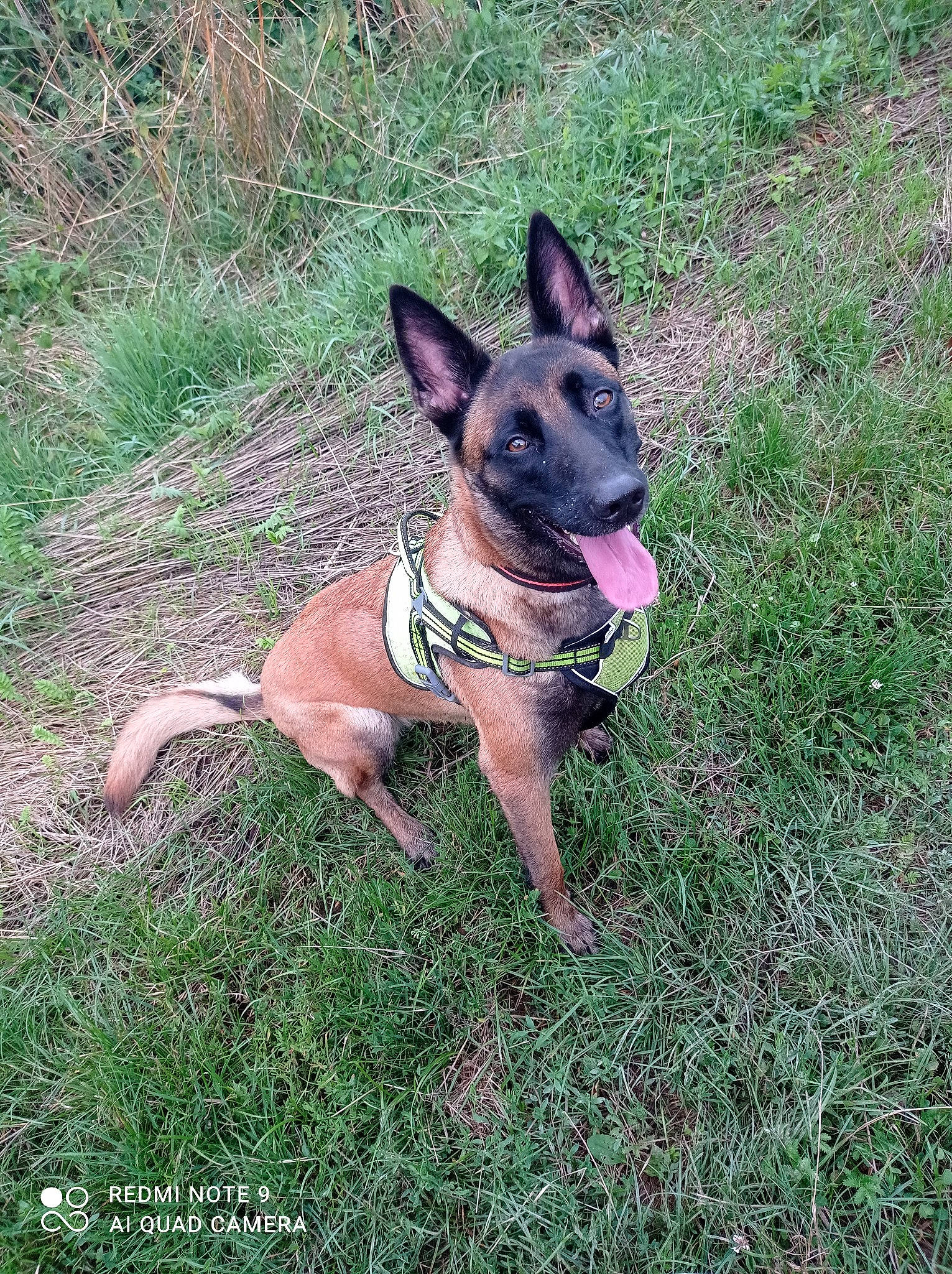 Stella participe au concours pour gagner de l'argent avec cette photo : canidae, carnivore, collar, companion_dog, dog, dog_breed, dog_collar, dog_supply, fawn, grass, plant, snout, sporting_group, terrestrial_animal, working_animal, working_dog