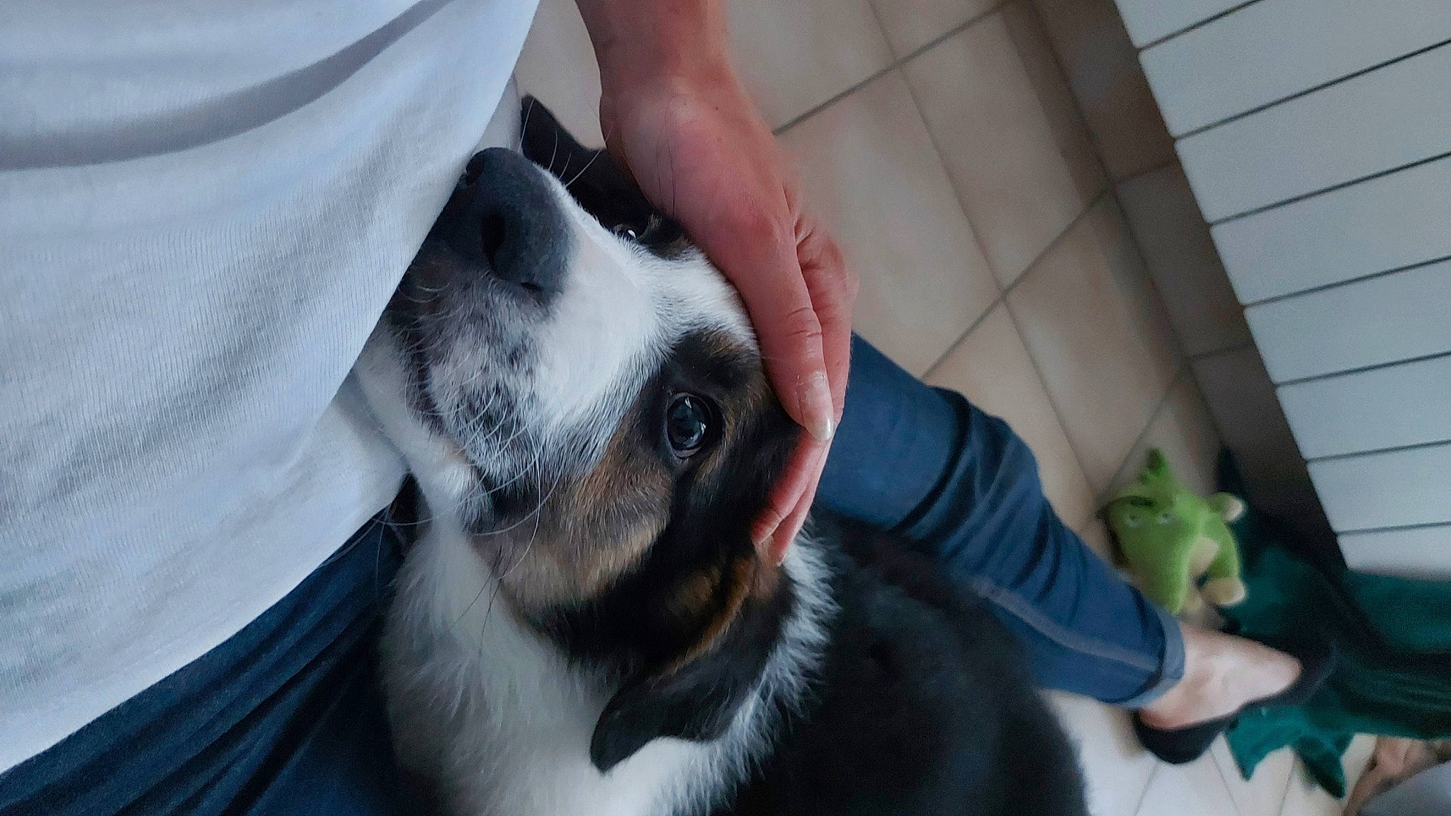 Arod participe au concours pour gagner de l'argent avec cette photo : carnivore, collar, companion_dog, dog, dog_breed, ear, fawn, formal_wear, fur, guard_dog, hand, mammal, nail, non_sporting_group, puppy_love, sporting_group, suit, toy_dog, whiskers, working_animal