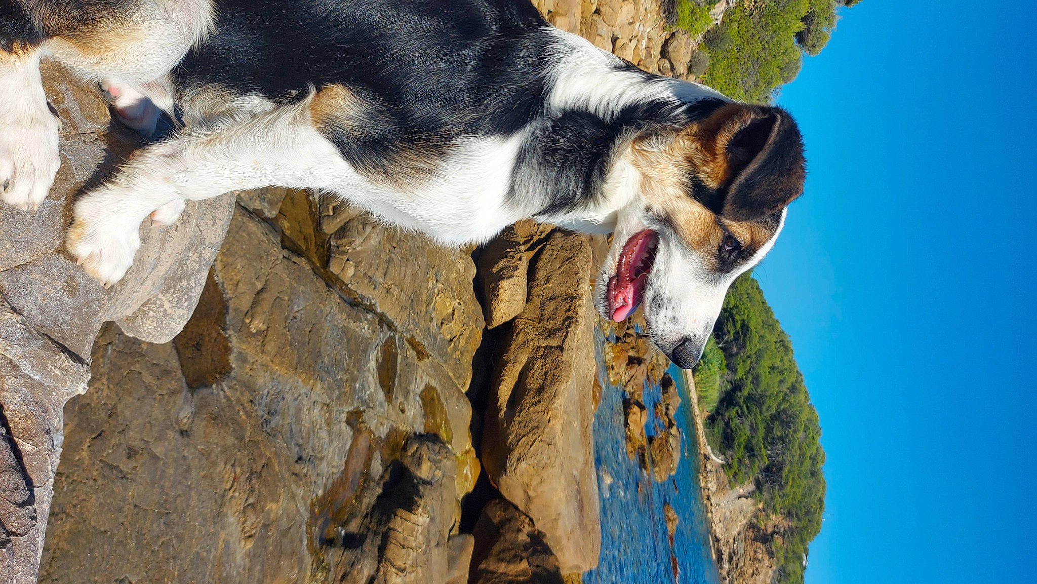 Arod participe au concours pour gagner de l'argent avec cette photo : adventure, bedrock, canidae, carnivore, collar, dog, dog_breed, dog_hiking, herding_dog, mountain, plant, rock, sky, sporting_group, street_dog, tail, tree, trunk, wood, working_dog
