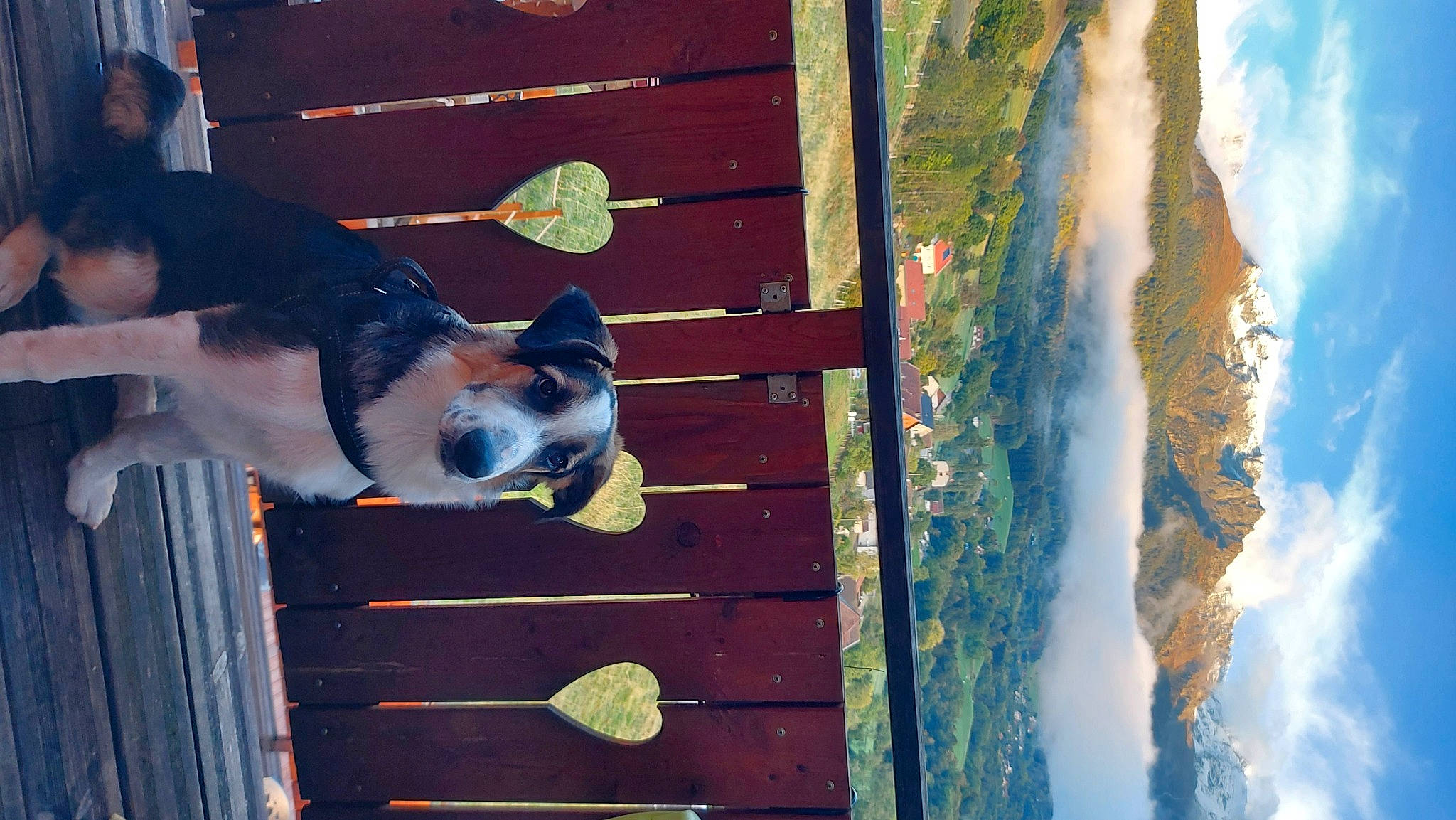 Arod a rejoint le concours — aidez-le/la à gagner de superbes lots ! carnivore, cloud, companion_dog, cumulus, dog, dog_breed, door, landscape, line, sky, snout, sporting_group, stairs, tail, tints_and_shades, water, window, wood