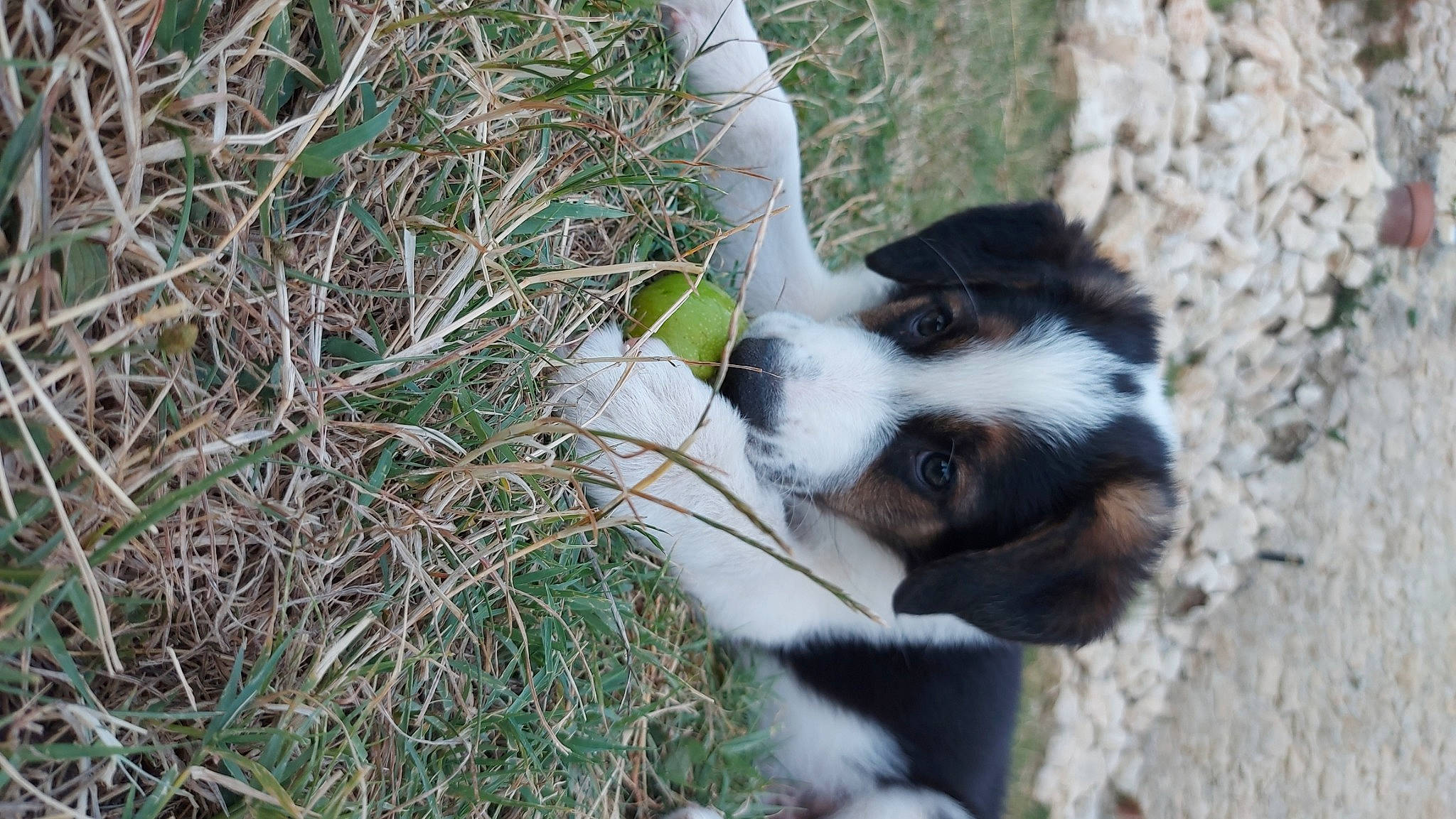 Arod participe au concours pour gagner de l'argent avec cette photo : canidae, carnivore, companion_dog, dog, dog_breed, fawn, fur, grass, plant, snout, sporting_group, tail, terrestrial_animal, whiskers, wildlife