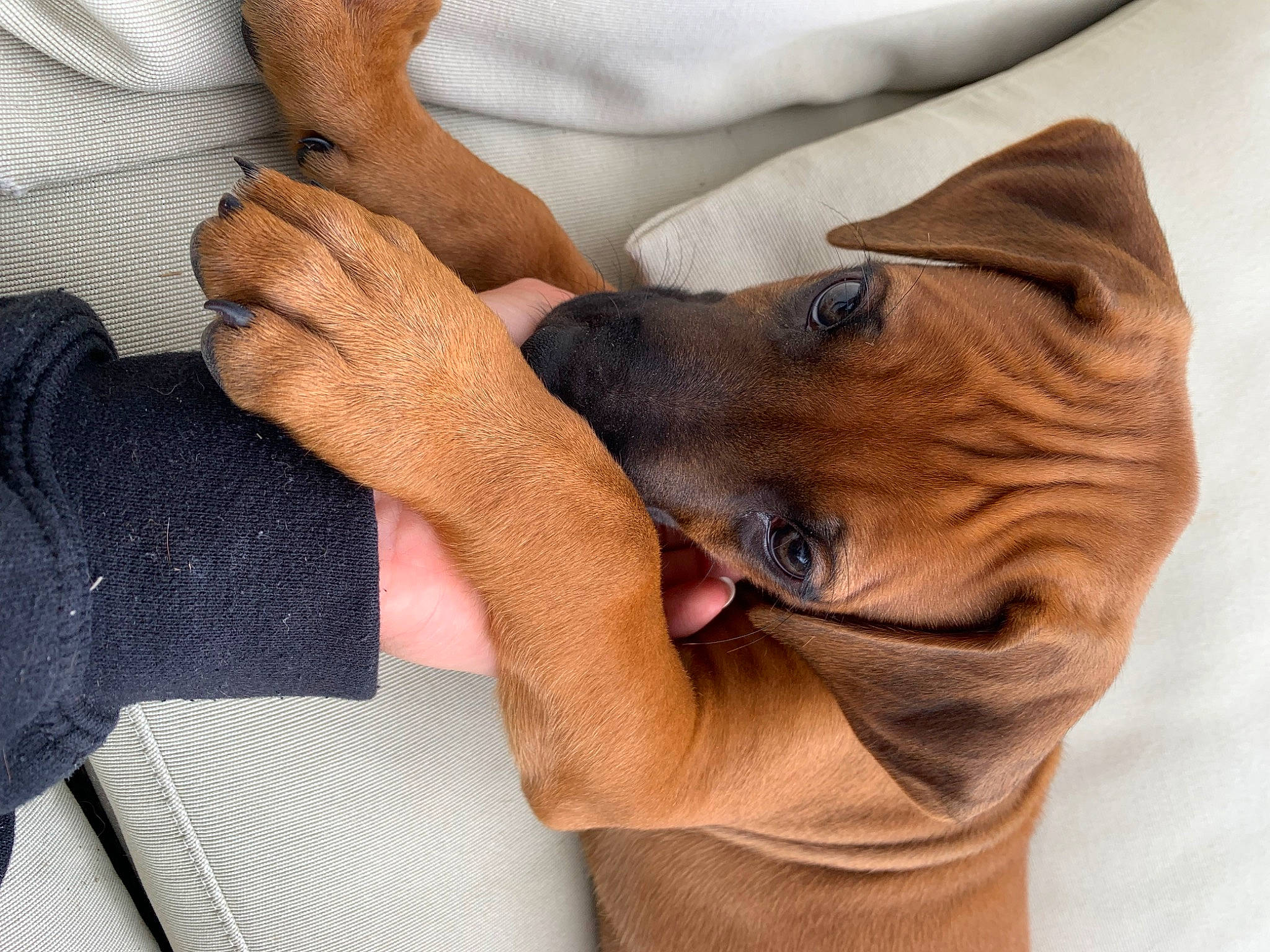 Arlo is registered to the contest to win money with this photo: canidae, carnivore, collar, comfort, companion_dog, dog, dog_breed, ear, fawn, finger, gesture, liver, nail, snout, sporting_group, thumb, whiskers, working_animal, wrinkle, wrist