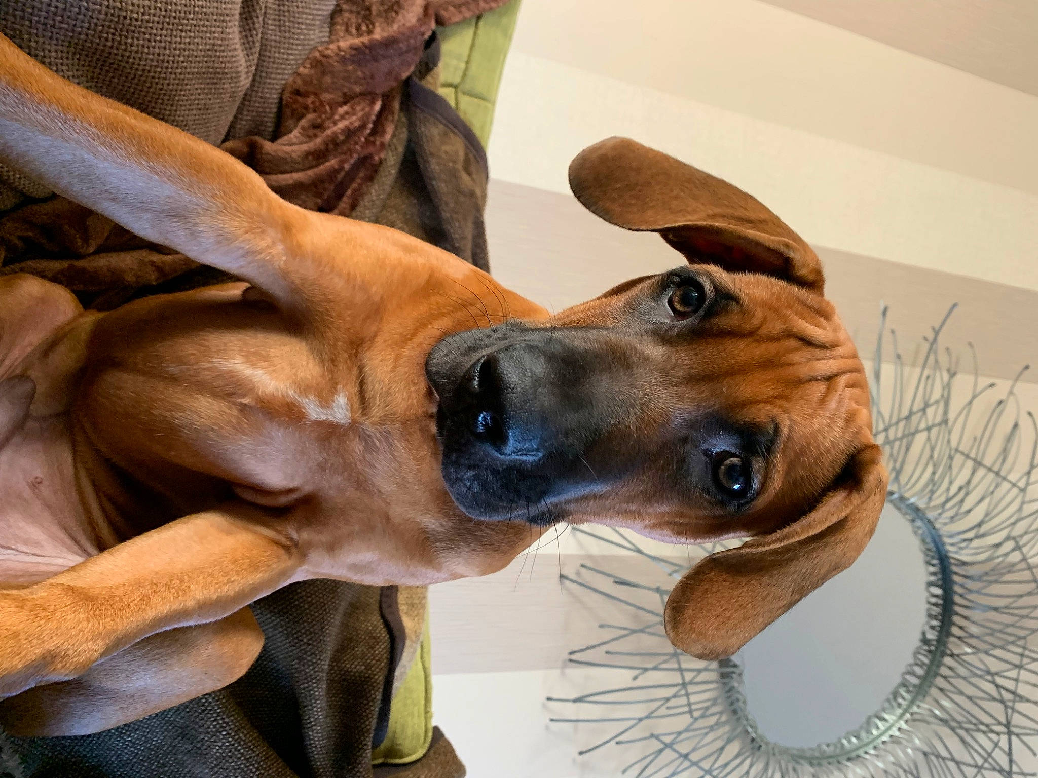 Arlo joined the competition — help win amazing prizes! canidae, carnivore, collar, comfort, companion_dog, dog, dog_breed, dog_collar, ear, fawn, fur, jaw, liver, pet_supply, snout, sporting_group, terrestrial_animal, whiskers, working_animal, working_dog
