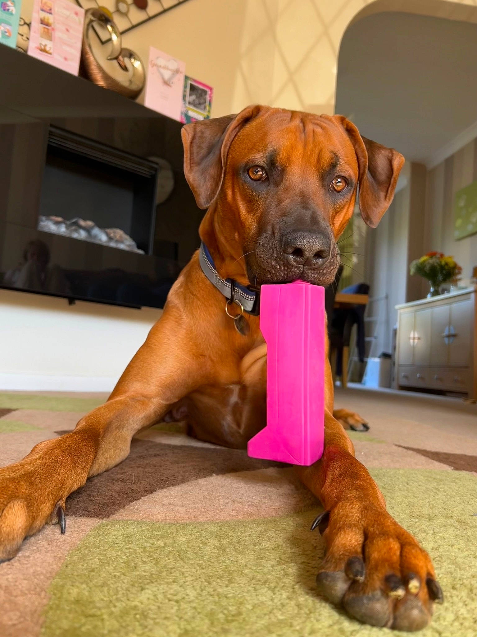 Arlo joined the competition — help win amazing prizes! canidae, carnivore, collar, companion_dog, dog, dog_breed, dog_collar, dog_supply, fawn, flooring, guard_dog, hound, houseplant, hunting_dog, liver, pet_supply, snout, sporting_group, working_animal, working_dog