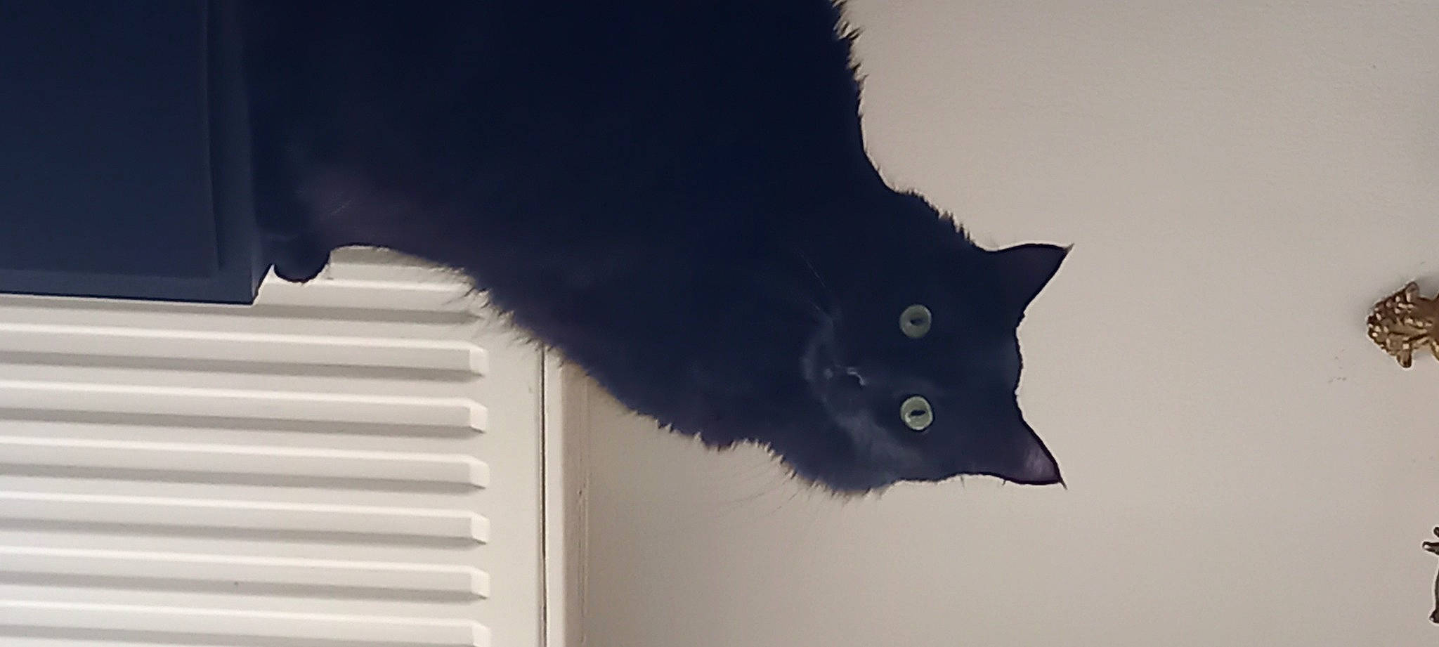 Reglisse participe au concours pour gagner de l'argent avec cette photo : black_cat, bombay, carnivore, cat, domestic_short_haired_cat, felidae, fur, iris, monochrome_photography, plant, shadow, small_to_medium_sized_cats, snout, tail, tints_and_shades, tree, whiskers, window, wood