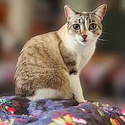Guizmo participe au concours pour gagner de l'argent avec cette photo : cat, animal, pet, blue_eyes, fur, whiskers, sitting, blanket, floral_pattern, indoor, portrait, cute, feline, curious, domestic_animal, closeup, soft_background, mammal, tabby, focused