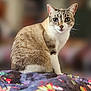cat, animal, pet, blue_eyes, fur, whiskers, sitting, blanket, floral_pattern, indoor, portrait, cute, feline, curious, domestic_animal, closeup, soft_background, mammal, tabby, focused