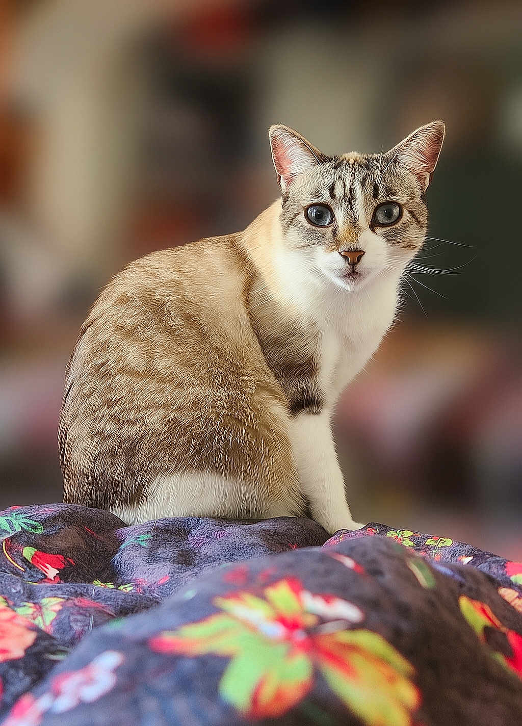 Guizmo participe au concours pour gagner de l'argent avec cette photo : cat, animal, pet, blue_eyes, fur, whiskers, sitting, blanket, floral_pattern, indoor, portrait, cute, feline, curious, domestic_animal, closeup, soft_background, mammal, tabby, focused