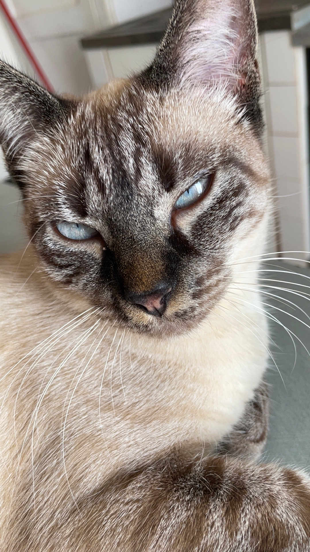 Twix participe au concours pour gagner de l'argent avec cette photo : cat, close_up, blue_eyes, fur, whiskers, indoor, pet, animal, portrait, sleepy, mammal, cute, feline, tabby, face, ears, nose, expression, soft_light