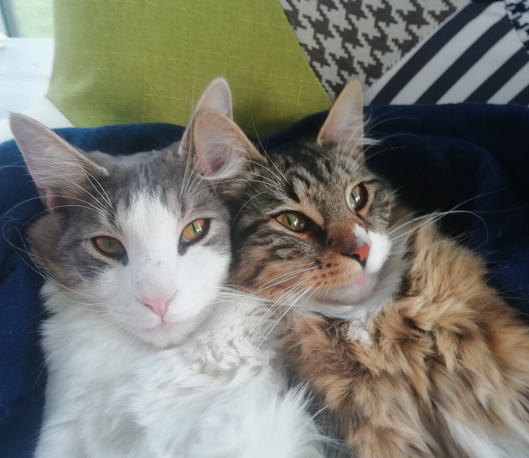 Oslo participe au concours pour gagner de l'argent avec cette photo : aegean_cat, american_wirehair, carnivore, cat, domestic_long_haired_cat, domestic_short_haired_cat, european_shorthair, eye, felidae, fur, kitten, maine_coon, mammal, norwegian_forest_cat, oriental_longhair, small_to_medium_sized_cats, snapshot, tabby_cat, vertebrate, whiskers