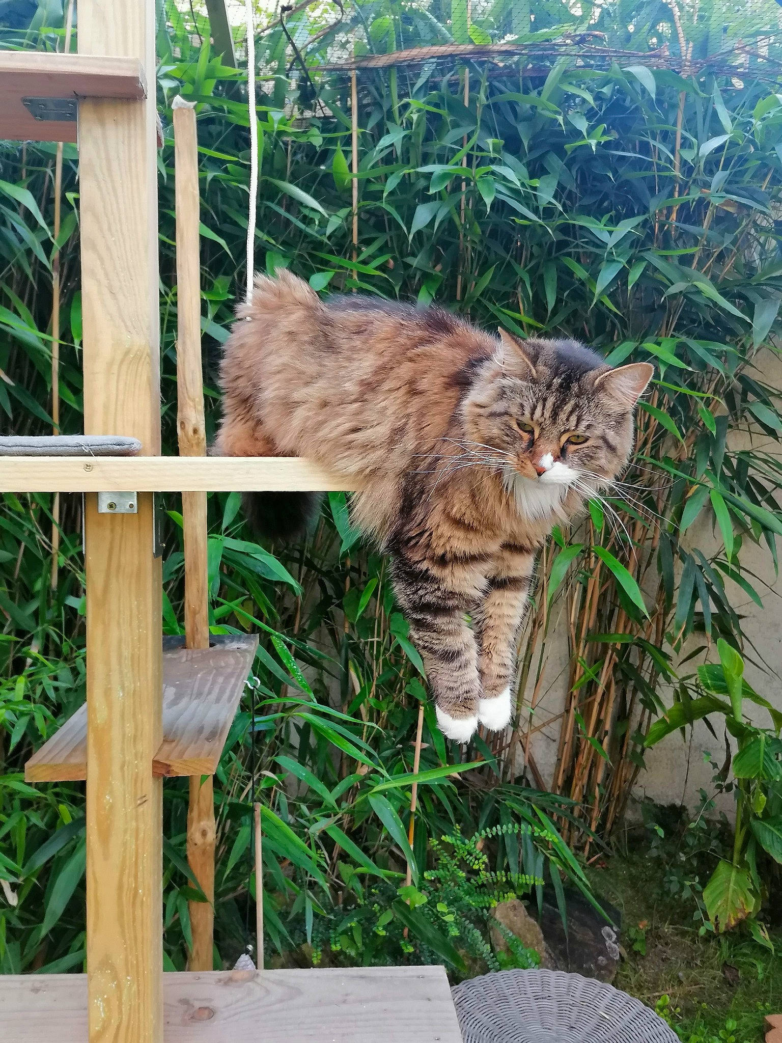 Oslo a rejoint le concours — aidez-le/la à gagner de superbes lots ! carnivore, cat, domestic_short_haired_cat, fawn, felidae, fur, grass, grass_family, groundcover, hardwood, herb, plant, small_to_medium_sized_cats, tail, terrestrial_animal, tree, whiskers, wildlife, wood, wood_stain