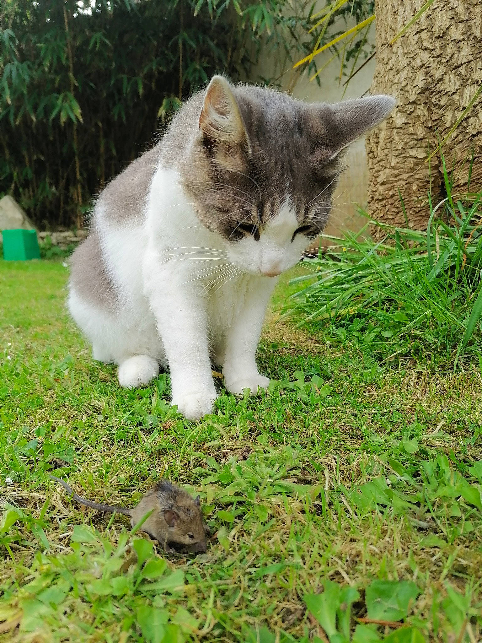 Oslo participe au concours pour gagner de l'argent avec cette photo : carnivore, cat, domestic_short_haired_cat, fawn, felidae, fur, garden, grass, groundcover, lawn, paw, plant, small_to_medium_sized_cats, snout, tail, terrestrial_animal, tree, whiskers, wildlife, yard