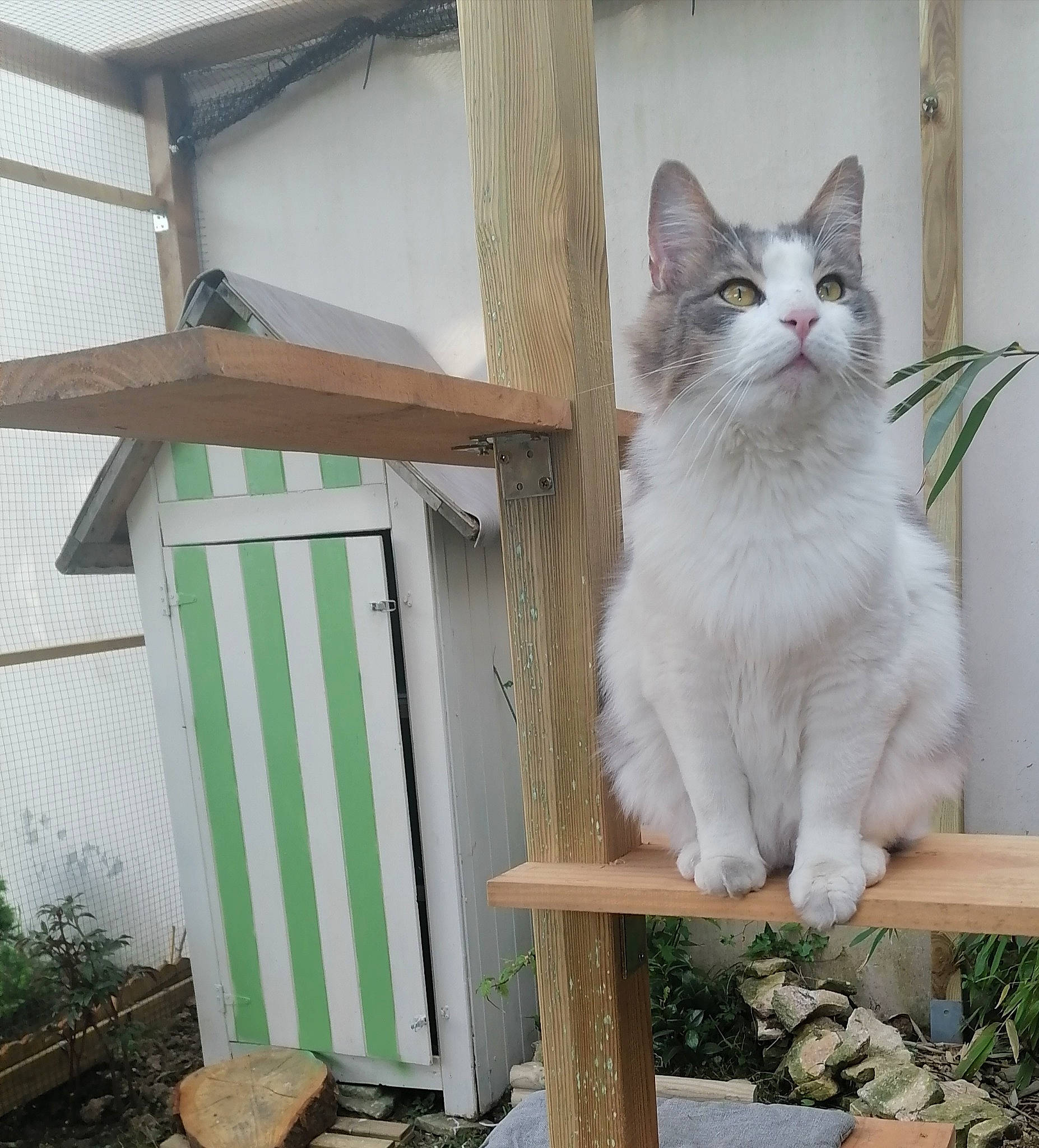 Oslo a rejoint le concours — aidez-le/la à gagner de superbes lots ! carnivore, cat, cat_supply, domestic_short_haired_cat, door, felidae, fur, grass, hardwood, house, houseplant, paw, plant, small_to_medium_sized_cats, tail, whiskers, window, wood, wood_stain