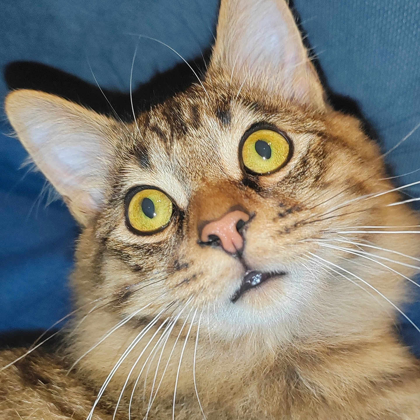 Dali