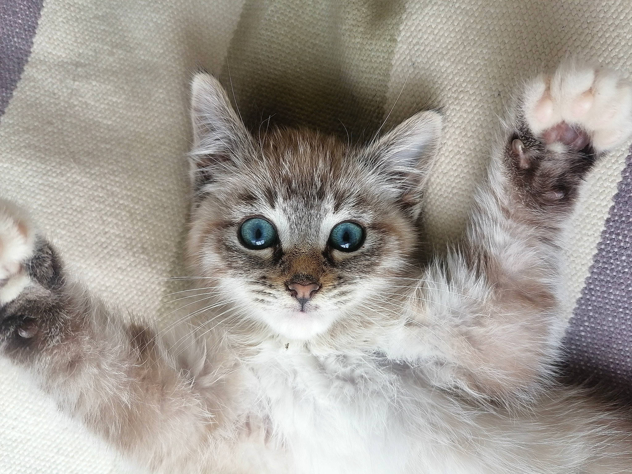 Snow participe au concours pour gagner de l'argent avec cette photo : carnivore, cat, claw, close_up, comfort, fawn, felidae, fur, head, iris, paw, photo_caption, small_to_medium_sized_cats, snout, tail, terrestrial_animal, whiskers, wildlife, window