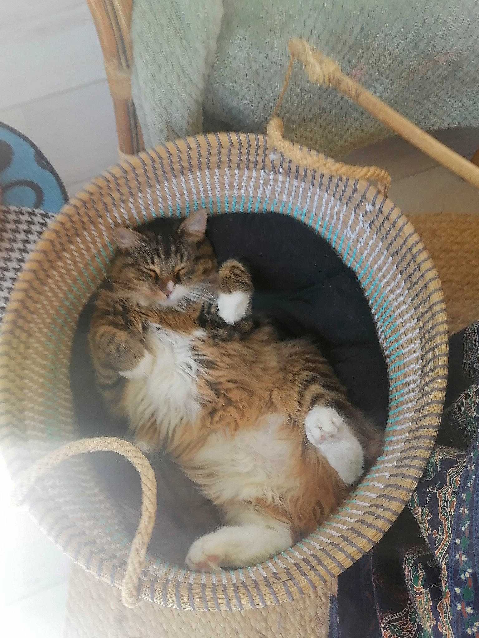 Marius participe au concours pour gagner de l'argent avec cette photo : animal_shelter, basket, carnivore, cat, cat_bed, cat_supply, claw, comfort, domestic_short_haired_cat, fawn, felidae, fur, hardwood, nap, paw, pet_supply, small_to_medium_sized_cats, tail, whiskers, wood
