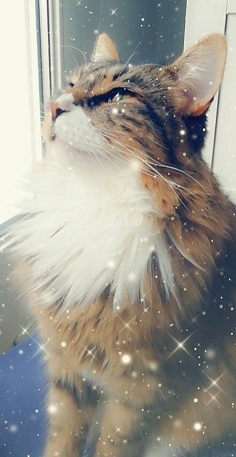 Marius participe au concours pour gagner de l'argent avec cette photo : art, carnivore, cat, claw, fawn, felidae, fur, happy, paw, plant, small_to_medium_sized_cats, tail, tree, whiskers, window