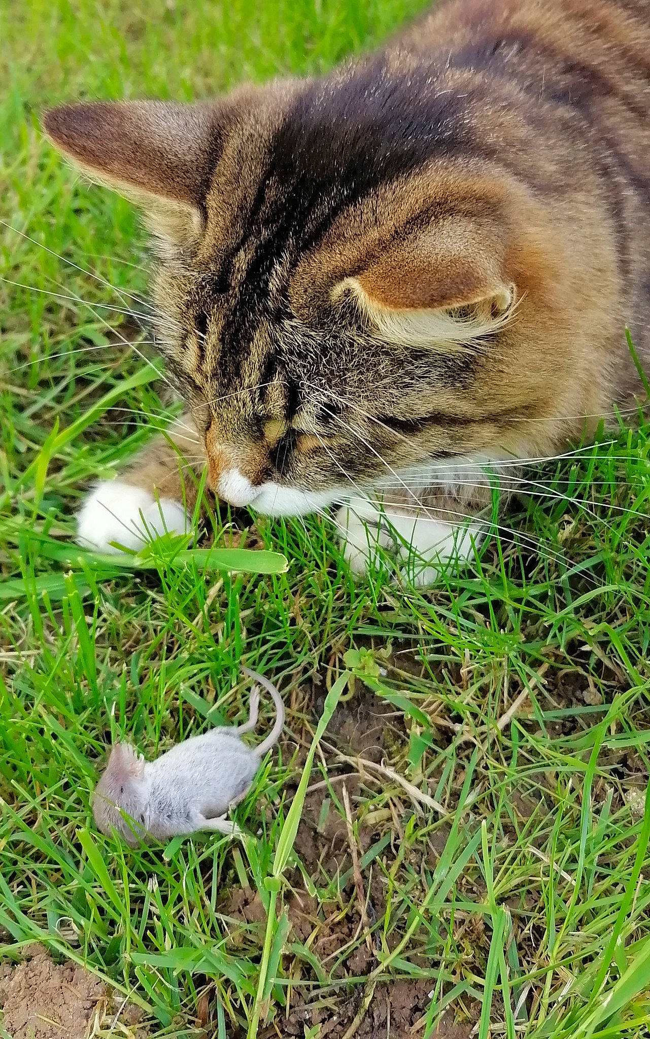 Marius participe au concours pour gagner de l'argent avec cette photo : carnivore, cat, domestic_short_haired_cat, fawn, felidae, fur, grass, grass_family, groundcover, lawn, mammal, plant, small_to_medium_sized_cats, snout, soil, tail, terrestrial_animal, vertebrate, whiskers, wildlife