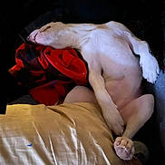 Tilly May joined the competition — help win amazing prizes! dog, sleeping, white_dog, pillow, red_cloth, relaxed, indoor, resting, pet, canine, fur, paw, snout, cozy, animal, domestic, quiet, comfort, laying_down, napping