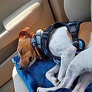 Milo Oliver is registered to the contest to win money with this photo: dog, sleeping, car_interior, blanket, harness, collar, paw, seat, sunlight, relaxation, pet, canine, napping, transportation, vehicle, comfort, fur, rest, domestic_animal, side_view