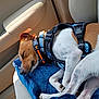 dog, sleeping, car_interior, blanket, harness, collar, paw, seat, sunlight, relaxation, pet, canine, napping, transportation, vehicle, comfort, fur, rest, domestic_animal, side_view